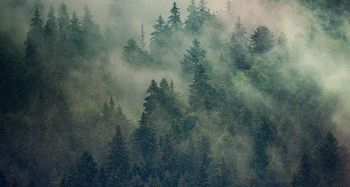 forest top view