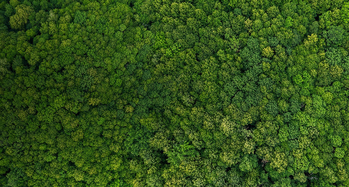 forest top view