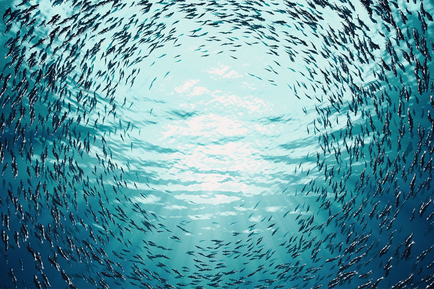 Make sustainable school of fish