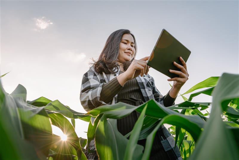 Woman farmer with a digital tablet while working in a corn field