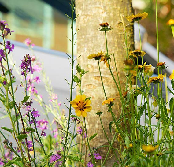 Wildflowers