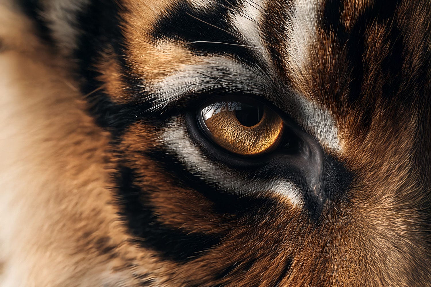closeup-tiger
