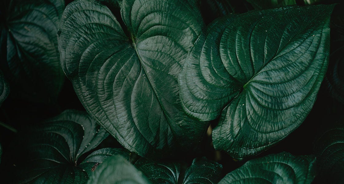 Leaves