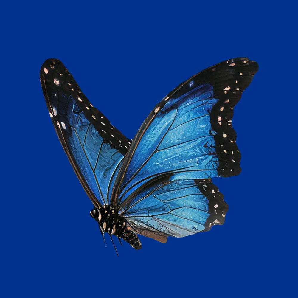 butterfly